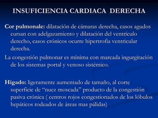 INSUFICIENCIA CARDIACA DERECHA
Cor pulmonale: dilatación de cámaras derecha, casos agudos
cursan con adelgazamiento y dilatación del ventrículo
derecho, casos crónicos ocurre hipertrofia ventricular
derecha.
La congestión pulmonar es mínima con marcada ingurgitación
de los sistemas portal y venoso sistémico.
Hígado: ligeramente aumentado de tamaño, al corte
superficie de “nuez moscada” producto de la congestión
pasiva crónica ( centros rojos congestionados de los lóbulos
hepáticos rodeados de áreas mas pálidas)
 