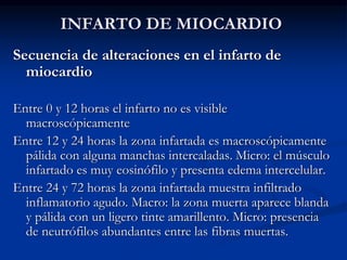 INFARTO DE MIOCARDIO
Secuencia de alteraciones en el infarto de
miocardio
Entre 0 y 12 horas el infarto no es visible
macroscópicamente
Entre 12 y 24 horas la zona infartada es macroscópicamente
pálida con alguna manchas intercaladas. Micro: el músculo
infartado es muy eosinófilo y presenta edema intercelular.
Entre 24 y 72 horas la zona infartada muestra infiltrado
inflamatorio agudo. Macro: la zona muerta aparece blanda
y pálida con un ligero tinte amarillento. Micro: presencia
de neutrófilos abundantes entre las fibras muertas.
 