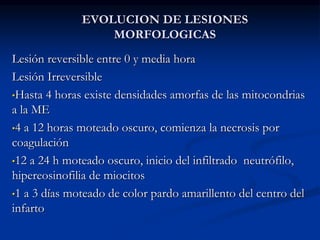 EVOLUCION DE LESIONES
MORFOLOGICAS
Lesión reversible entre 0 y media hora
Lesión Irreversible
•Hasta 4 horas existe densidades amorfas de las mitocondrias
a la ME
•4 a 12 horas moteado oscuro, comienza la necrosis por
coagulación
•12 a 24 h moteado oscuro, inicio del infiltrado neutrófilo,
hipereosinofilia de miocitos
•1 a 3 días moteado de color pardo amarillento del centro del
infarto
 
