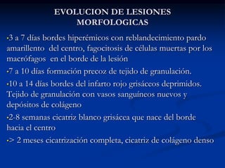 EVOLUCION DE LESIONES
MORFOLOGICAS
•3 a 7 días bordes hiperémicos con reblandecimiento pardo
amarillento del centro, fagocitosis de células muertas por los
macrófagos en el borde de la lesión
•7 a 10 días formación precoz de tejido de granulación.
•10 a 14 días bordes del infarto rojo grisáceos deprimidos.
Tejido de granulación con vasos sanguíneos nuevos y
depósitos de colágeno
•2-8 semanas cicatriz blanco grisácea que nace del borde
hacia el centro
•> 2 meses cicatrización completa, cicatriz de colágeno denso
 