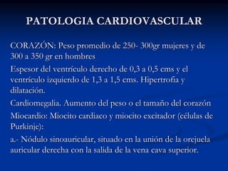PATOLOGIA CARDIOVASCULAR
CORAZÓN: Peso promedio de 250- 300gr mujeres y de
300 a 350 gr en hombres
Espesor del ventrículo derecho de 0,3 a 0,5 cms y el
ventrículo izquierdo de 1,3 a 1,5 cms. Hipertrofia y
dilatación.
Cardiomegalia. Aumento del peso o el tamaño del corazón
Miocardio: Miocito cardiaco y miocito excitador (células de
Purkinje):
a.- Nódulo sinoauricular, situado en la unión de la orejuela
auricular derecha con la salida de la vena cava superior.
 