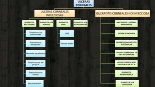 ULCERAS
CORNEALES
ULCERAS CORNEALES
INFECCIOSAS
QUERATITIS
BACTERIANA
Streptococcus
pneumoniae
Pseudomona
aeruginosa
Moraxella liquefaciens
Streptococcus del
grupo A
Staphylococcus
aureus
Mycobacterium
QUERATITIS POR
HONGOS
QUERATITIS
VIRAL
VHS
Varicela zoster
QUERATITIS POR
ACANTAMOEBA
QUERATITIS CORNEALES NO INFECCIOSA
INFILTRADOS Y ULCERAS
MARGINALES
ULCERA DE MOOREN
QUERATOCONJUNTIVITIS
FLICTENULAR
QUERATITS MARGINAL EN
ENF. AUTOINMUNE
ULCERA CORNEAL POR
DEFICIENCIA DE VIT. A
QUERATITIS
NEUROTROFICA
QUERATITIS POR
EXPOSICION
 
