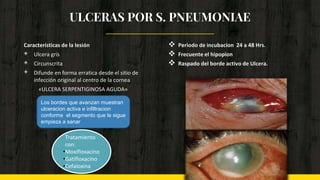 ULCERAS POR S. PNEUMONIAE
Características de la lesión
◈ Ulcera gris
◈ Circunscrita
◈ Difunde en forma erratica desde el sitio de
infección original al centro de la cornea
«ULCERA SERPENTIGINOSA AGUDA»
 Periodo de incubacion 24 a 48 Hrs.
 Frecuente el hipopion
 Raspado del borde activo de Ulcera.
Los bordes que avanzan muestran
ulceracion activa e infiltracion
conforme el segmento que le sigue
empieza a sanar
Tratamiento
con:
•Moxifloxacino
•Gatifloxacino
•Cefaloxina
 