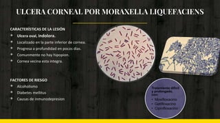 ULCERA CORNEAL POR MORAXELLA LIQUEFACIENS
CARACTERÍSTICAS DE LA LESIÓN
◈ Ulcera oval, indolora.
◈ Localizado en la parte inferior de cornea.
◈ Progresa a profundidad en pocos dias.
◈ Comunmente no hay hipopion.
◈ Cornea vecina esta integra.
FACTORES DE RIESGO
◈ Alcoholismo
◈ Diabetes mellitus
◈ Causas de inmunodepresion
Tratamiento dificil
y prolongado,
con:
• Moxifloxacino
• Gatifloxacino
• Ciprofloxacino
 