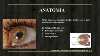 ANATOMIA
Tejido transparente, redondeada y protruye en la parte
anterior del globo ocular
Es transparente, por ser:
◈ Estructura uniforme
◈ Avascular y
◈ Deturgescente
3
“Considerada la principal estructura refractiva del ojo”42 D.
 