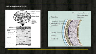 5
COMPUESTO POR 5 CAPAS:
 