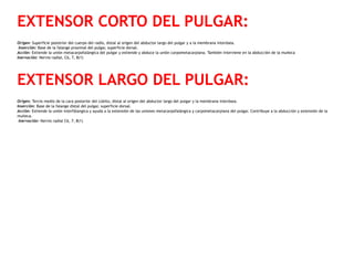 EXTENSOR CORTO DEL PULGAR:
Origen: Superficie posterior del cuerpo del radio, distal al origen del abductor largo del pulgar y a la membrana interósea.
 Inserción: Base de la falange proximal del pulgar, superficie dorsal.
Acción: Extiende la unión metacarpofalángica del pulgar y extiende y abduce la unión carpometacarpiana. También interviene en la abducción de la muñeca
Inervación: Nervio radial, C6, 7, 8(1)
EXTENSOR LARGO DEL PULGAR:
Origen: Tercio medio de la cara posterior del cúbito, distal al origen del abductor largo del pulgar y la membrana interósea.
Inserción: Base de la falange distal del pulgar, superficie dorsal.
Acción: Extiende la unión interfálangica y ayuda a la extensión de las uniones metacarpofalángica y carpometacarpiana del pulgar. Contribuye a la abducción y extensión de la
muñeca.
 Inervación: Nervio radial C6, 7, 8(1)
 