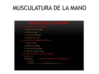 MUSCULATURA DE LA MANO
 