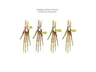 b)Región palmar interna: 
Eminencia Hipotenar
 