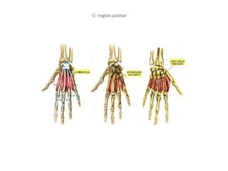 C: región palmar
 