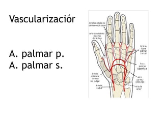 Vascularización 
 
 
A. palmar p. 
A. palmar s. 
 
 
 