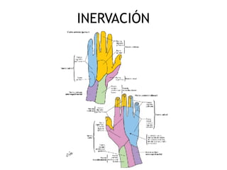 INERVACIÓN
 