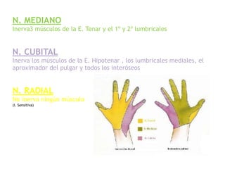 N. MEDIANO 
Inerva3 músculos de la E. Tenar y el 1º y 2º lumbricales 
 
 
N. CUBITAL 
Inerva los músculos de la E. Hipotenar , los lumbricales mediales, el
aproximador del pulgar y todos los interóseos 
 
 
N. RADIAL 
No inerva ningún músculo 
(I. Sensitiva) 
 