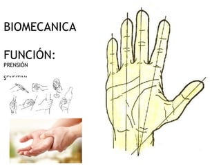 BIOMECANICA 
 
FUNCIÓN:  
PRENSIÓN 
 
SENSITIVA 
 
 