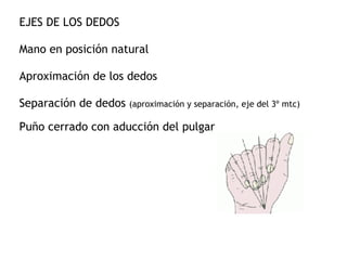 EJES DE LOS DEDOS 
 
Mano en posición natural 
 
Aproximación de los dedos 
 
Separación de dedos (aproximación y separación, eje del 3º mtc) 
 
Puño cerrado con aducción del pulgar
 