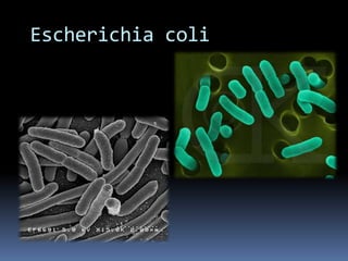 Escherichia coli
 
