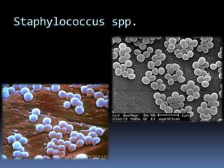 Staphylococcus spp.
 