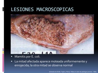 LESIONES MACROSCOPICAS




 Mamitis por E. coli.
 La mitad afectada aparece moteada uniformemente y
  enrojecida; la otra mitad se observa normal
                           (Extraído de Smith, Taylor y Penny “Atlas en color de patología porcina”, 1990)
 
