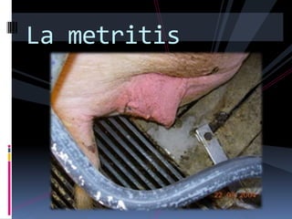 La metritis
 
