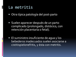 La metritis
 Otra típica patología del post-parto

 Suelen aparecer después de un parto
  complicado (prolongado, distócico, con
  retención placentaria o fetal).

 El suministro insuficiente de agua y los
  bebederos inadecuados suelen asociarse a
  cistitispielonefritis, y ésta con metritis.
 