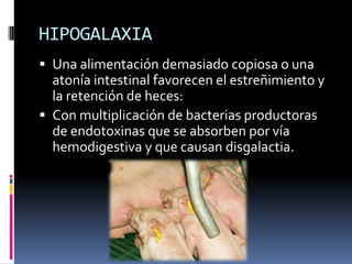 HIPOGALAXIA
 Una alimentación demasiado copiosa o una
  atonía intestinal favorecen el estreñimiento y
  la retención de heces:
 Con multiplicación de bacterias productoras
  de endotoxinas que se absorben por vía
  hemodigestiva y que causan disgalactia.
 