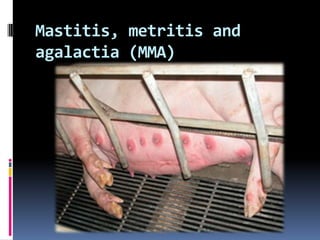 Mastitis, metritis and
agalactia (MMA)
 