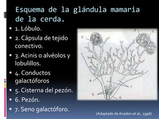 Esquema de la glándula mamaria
    de la cerda.
 1. Lóbulo.
 2. Cápsula de tejido
    conectivo.
   3. Acinis o alvéolos y
    lobulillos.
   4. Conductos
    galactóforos
   5. Cisterna del pezón.
   6. Pezón.
   7. Seno galactóforo.
                             (Adaptado de Anadon et al., 1996)
 