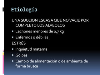 Etiología
UNA SUCCION ESCASA QUE NO VACIE POR
  COMPLETO LOS ALVEOLOS
 Lechones menores de 0,7 kg
 Enfermos o débiles
ESTRÉS
 inquietud materna
 Golpes
 Cambio de alimentación o de ambiente de
  forma brusca
 