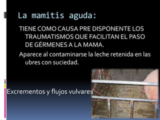 La mamitis aguda:
    TIENE COMO CAUSA PRE DISPONENTE LOS
      TRAUMATISMOS QUE FACILITAN EL PASO
      DE GÉRMENES A LA MAMA.
    Aparece al contaminarse la leche retenida en las
      ubres con suciedad.



Excrementos y flujos vulvares
 