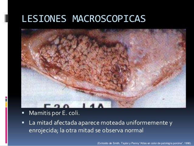 METRITIS PORCINA EBOOK METRITIS PORCINA EBOOK