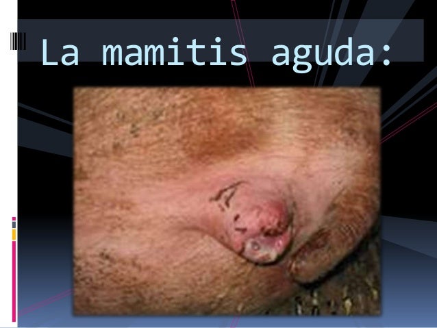 METRITIS PORCINA EBOOK METRITIS PORCINA EBOOK