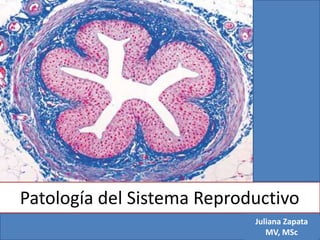 Juliana Zapata
MV, MSc
Patología del Sistema Reproductivo
 