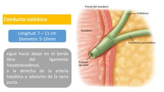 PATOLOGIA DE VESICULA Y VIAS BILIARES UDABOL 2024 (3).pdf