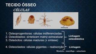 TECIDO ÓSSEO
CÉLULAS
1. Osteoprogenitoras: células indiferenciadas
2. Osteoblastos: sintetizam matriz extracelular
3. Osteócitos: células maduras (síntese)
4. Osteoclastos: células gigantes – reabsorção
Linhagem
osteoblástica
Linhagem
Monócito – macrófago – osteoclasto
 