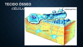 TECIDO ÓSSEO
CÉLULAS osteoprogenitora
osteoclasto
osteócito
osteoblasto
 