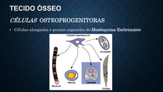 TECIDO ÓSSEO
CÉLULAS OSTEOPROGENITORAS
• Células alongadas e poucas organelas do Mesênquima Embrionário
 