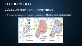 TECIDO ÓSSEO
CÉLULAS OSTEOPROGENITORAS
• Células alongadas e poucas organelas do Mesênquima Embrionário
 