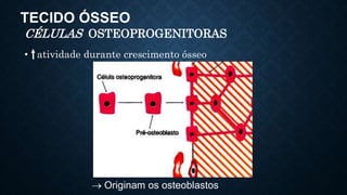TECIDO ÓSSEO
CÉLULAS OSTEOPROGENITORAS
• atividade durante crescimento ósseo
Originam os osteoblastos
 