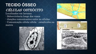 TECIDO ÓSSEO
CÉLULAS OSTEÓCITO
Localizados em lacunas
- Sobrevivência longe dos vasos
- Junções comunicantes entre as células
- Comunicação célula-célula - canalículos na
matriz
Junções
comunicantes
 