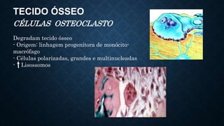 TECIDO ÓSSEO
CÉLULAS OSTEOCLASTO
Degradam tecido ósseo
- Origem: linhagem progenitora de monócito-
macrófago
- Células polarizadas, grandes e multinucleadas
- Lisossomos
 