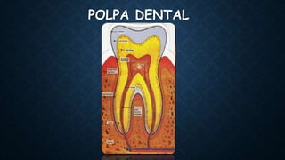 POLPA DENTAL
 