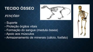 TECIDO ÓSSEO
FUNÇÕES:
- Suporte
- Proteção órgãos vitais
- Formação do sangue (medula óssea)
- Apoio aos músculos
- Armazenamento de minerais (cálcio, fosfato)
 
