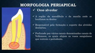 MORFOLOGIA PERIAPICAL
 Osso alveolar
 A região da mandíbula e da maxila onde se
localizam os dentes
 Responsável pela formação e suporte dos alvéolos
dentários,
 Perfurado por vários canais denominados canais de
Volkmann, os quais alojam os vasos sanguíneos
que nutrem o periodonto.
 