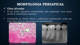 MORFOLOGIA PERIAPICAL
 Osso alveolar
 É um tecido conjuntivo mineralizado, cuja composição varia muito
devido à remodelação constante
 Constituído de células, fibras e substância fundamental, sendo que
essas duas últimas apresentam-se mineralizadas
 