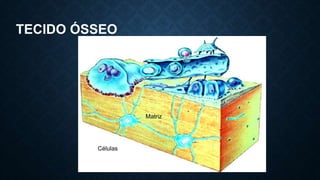TECIDO ÓSSEO
Células
Matriz
 