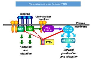 Phosphatase and tensin homolog (PTEN)
 