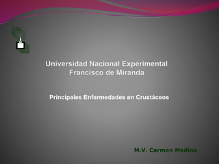 Principales Enfermedades en Crustáceos
M.V. Carmen Medina
 