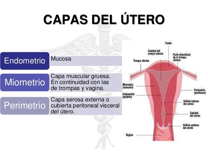 Patologia endometrial