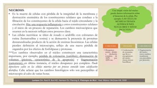 NECROSIS:
• Es la muerte de células con pérdida de la integridad de la membrana y
destrucción enzimática de los constituyentes celulares que conduce a la
filtración de los constituyentes de la célula hacia el tejido circundante y la
circulación. Hay una respuesta inflamatoria a estos constituyentes celulares
y el inicio de un proceso de reparación. Los cambios microscópicos que
ocurren en la necrosis reflejan estos procesos clave.
• Las células necróticas se tiñen de rosado o acidófilo con colorantes de
rutina (hematoxilina y eosina) y se demuestra la presencia de proteínas
desnaturalizadas producto de la acción de enzimas lisosómicas. Las células
pierden definición al microscopio, reflejo de una nueva pérdida de
organelos por los efectos de fosfolipasas y proteasas.
***Los cambios observados en el núcleo constituyen una característica
importante, por ejemplo, pérdida de coloración (cariólisis); disminución de
volumen (picnosis, característica de la apoptosis) y fragmentación
(cariorrexis); en última instancia, el núcleo desaparece por completo. Puede
depositarse calcio en las células muertas por un proceso conocido como calcificación
distrófica. Cabe aclarar que los cambios histológicos sólo son perceptibles al
microscopio al cabo de varias horas.
Levison DA, Reid R, Burt AD, Harrison DJ, Fleming S. Patología de Muir. 14ed. México: McGraw-Hill; 2008
Una simple visión del núcleo
puede darnos información sobre
el bienestar de la célula. Por
ejemplo: LAS CÉLULAS
MUERTAS TIENEN
ALTERACIONES
NUCLEARES Y ESTAS
INCLUYEN:
CARIOLISIS
• Desaparece
núcleo debido
a disolución
completa de
ADN por
ADN asa.
PICNOSIS
• Condensación
de cromatina
que lleva a
encogimiento
del nucleo
(masas densas
basofílicas)
CARIORREXIS
• Fragmentación
del nucleo
(estos cambios
usualmente
son precedidos
por picnosis).
 