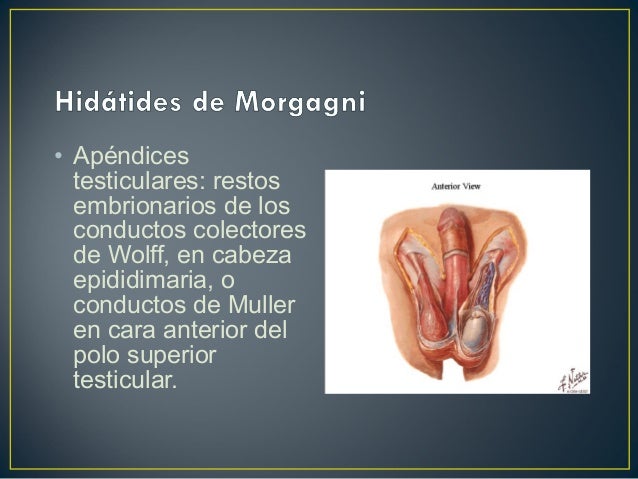 Que pequeño pene